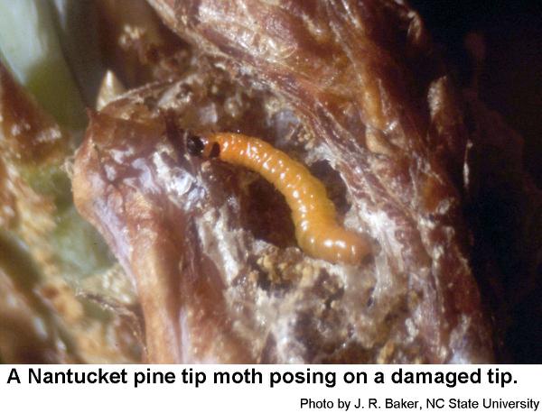 Nantucket pine tip moth caterpillar